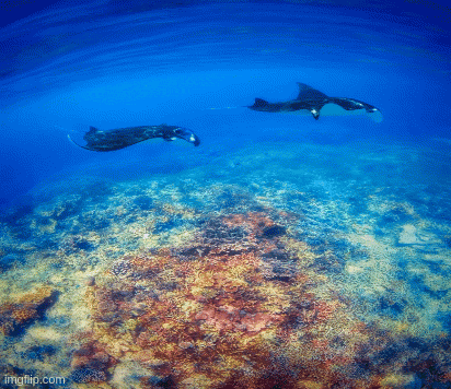 two sharks are swimming in the ocean near a coral reef ..