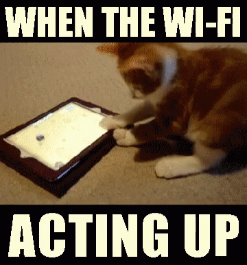 Wi Fi Funny GIF - Wi Fi Funny Cats GIFs