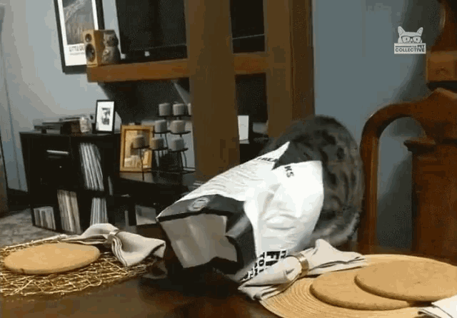 Confused Trapped Cat GIF - Confused Trapped Cat Falling GIFs