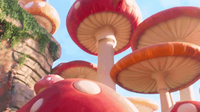 a bunch of mushrooms are growing on a rocky hillside