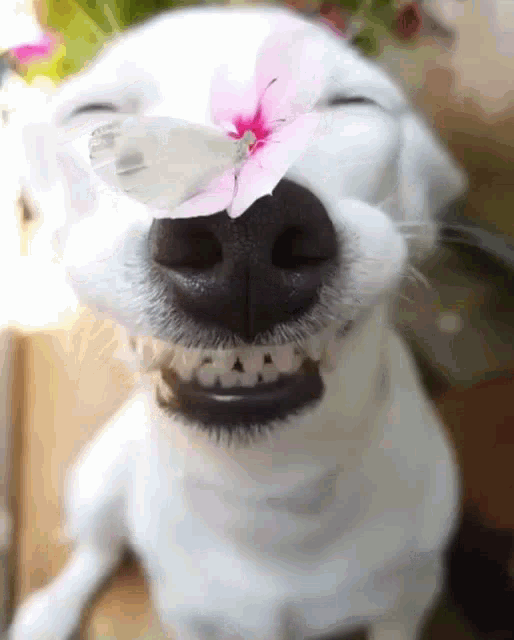 Dog Smile GIF - Dog Smile Flower GIFs