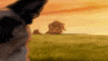 a blurry picture of a person standing in a field
