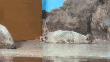 a seal laying on its back in the water looking at the camera