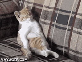 a cat is sitting on a couch with its legs crossed and looking up .