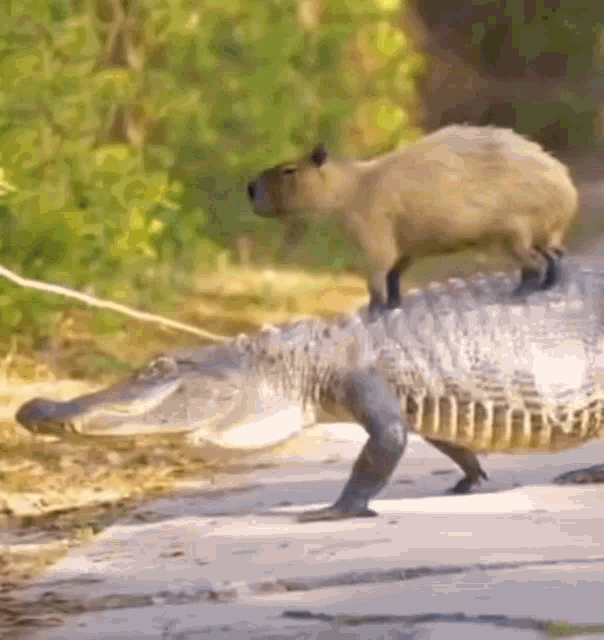 Capybara Crocodile GIF - Capybara Crocodile Alligator GIFs