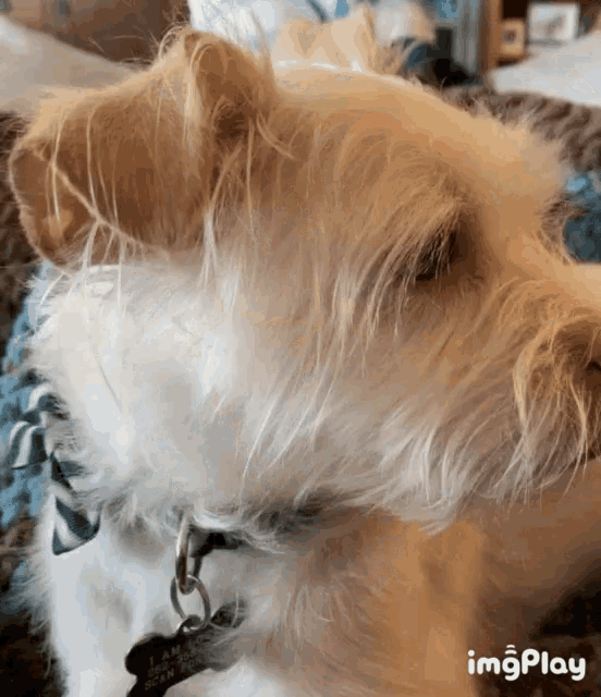 a close up of a dog 's face with a tag that says imgplay on it
