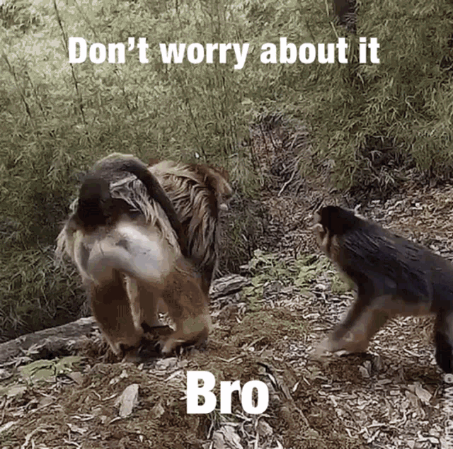 Dont Worry About It Bro GIF - Dont Worry About It Bro Monkey GIFs
