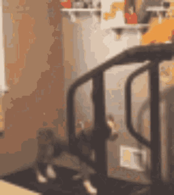 a cat is walking down a set of stairs in a room .