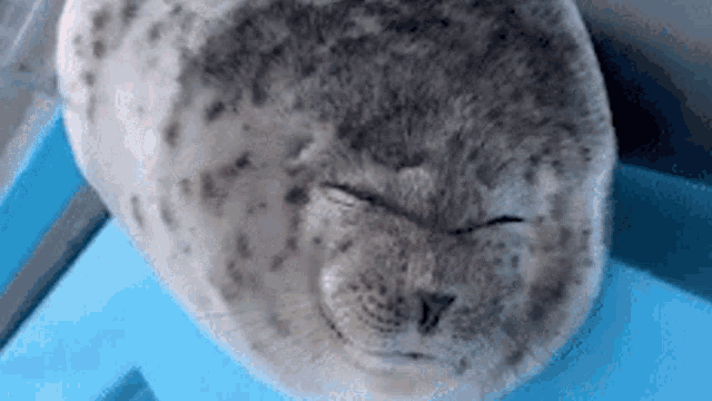 Seal Sealies GIF - Seal Sealies Seal Hand GIFs