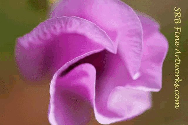 a close up of a purple flower with the website sitefineartworks.com written below it