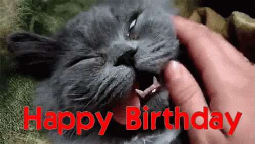 Birthday Death GIF - Happy Birthday Cat Dead GIFs