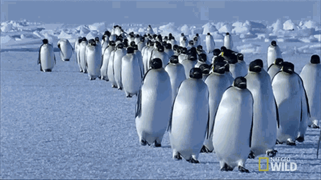 Walking Emperor Penguin Migration GIF - Walking Emperor Penguin Migration Migrating GIFs