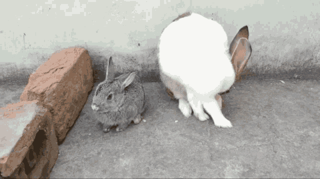 Why Is My Rabbit Not Drinking Water GIF - Why Is My Rabbit Not Drinking Water GIFs