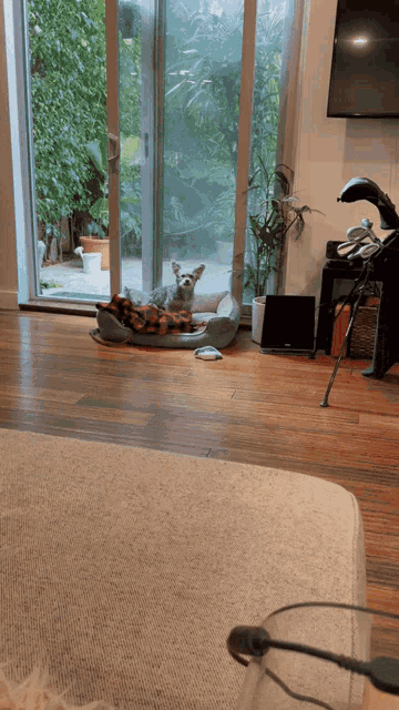 a dog is laying on a bed in a living room