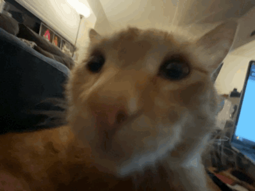 Gloopy Cat GIF - Gloopy Cat Fisheye GIFs