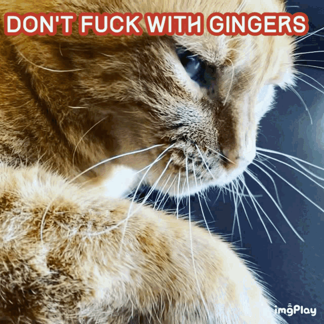 Ginger Cat Ginger GIF - Ginger Cat Ginger Dont Fuck With Gingers GIFs