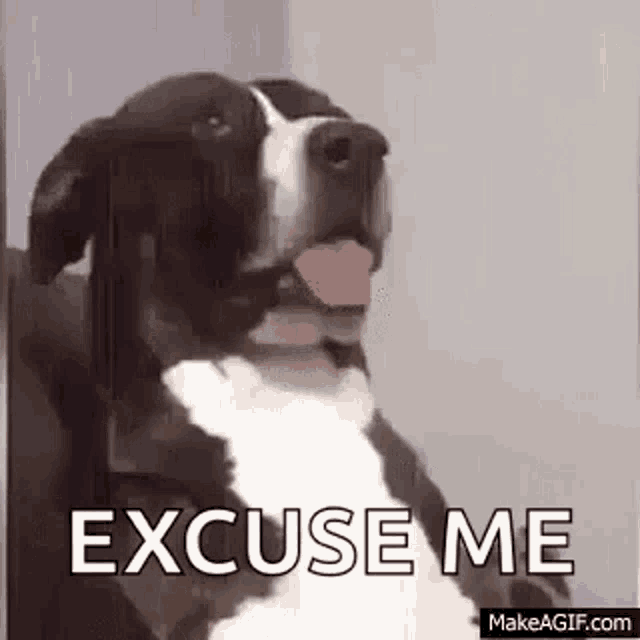 What Dog GIF - What Dog Confused GIFs