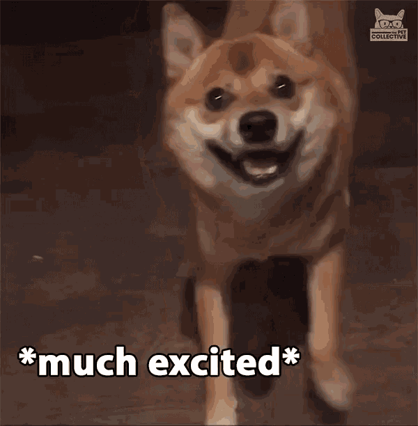 Much Excited Very Wow GIF - Much Excited Very Wow Doge GIFs
