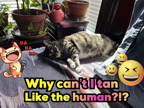 why can 't i tan like the human poster with a cat and smiley faces
