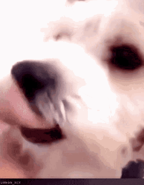 a close up of a dog licking someone 's nose with the username simon_xxx visible