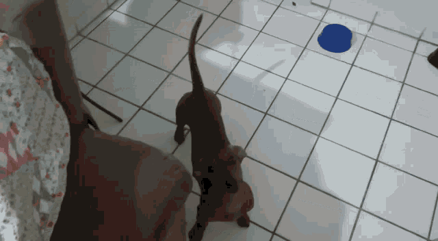 a dog standing next to a blue bowl on the floor