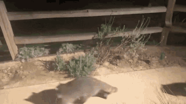 Animals Excuse You GIF - Animals Excuse You Wtf GIFs