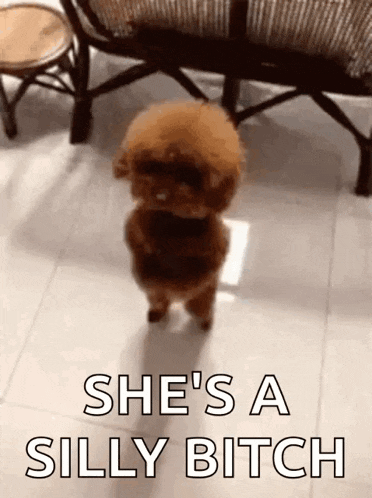 a small brown poodle is standing on its hind legs with the words `` she 's a silly bitch '' behind it .