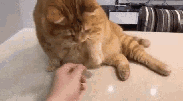 a person is petting a cat while it lays on a table .