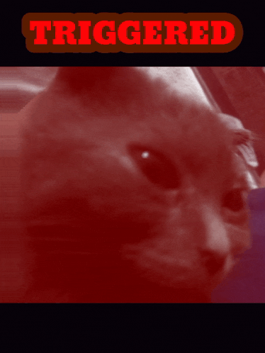 a close up of a cat 's face with the words triggered above it