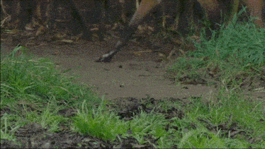 a close up of a fox 's legs walking on the ground