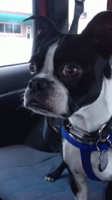 Dog Sounds Like A Goat When Seeing Other Dogs GIF - Dog Goat Noise GIFs