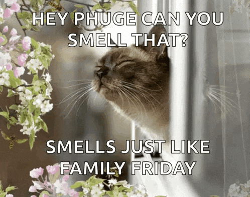 a picture of a cat smelling flowers with the caption " hey phuge can you smell that smells just like family friday "