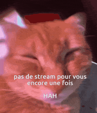a close up of a cat with the words pas de stream pour vous encore une fois