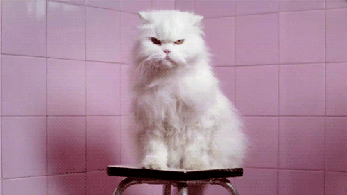 Fear Me. GIF - Cats Angry Grumpy GIFs