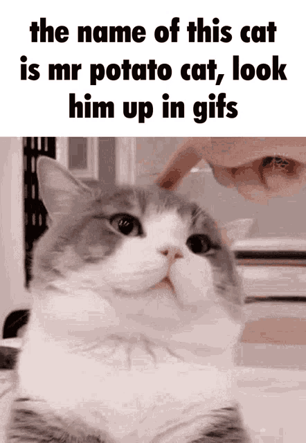 Mr Potato Cat GIF - Mr Potato Cat Cute GIFs