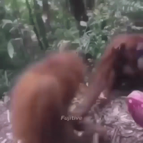 Monkey Funny Falling Monkey GIF - Monkey Funny Falling Monkey Monkey GIFs