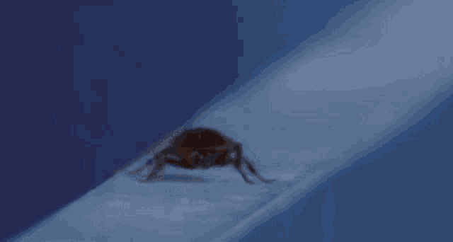 a cockroach is crawling across a blue surface .