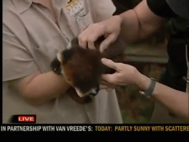 Mornings Are Tough Sometimes GIF - Red Panda Cub Baby GIFs