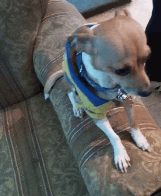a small dog is sitting on a couch wearing a blue and yellow sweater