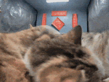a cat laying in front of a wall with chinese writing