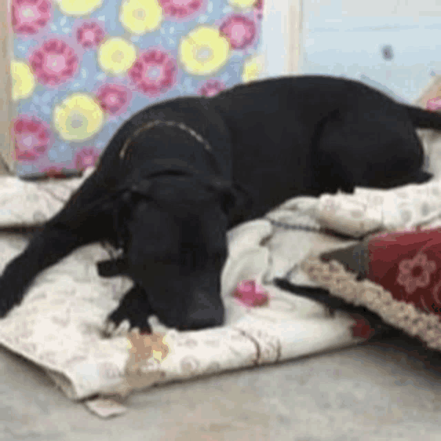 a black dog is laying on a blanket with pillows