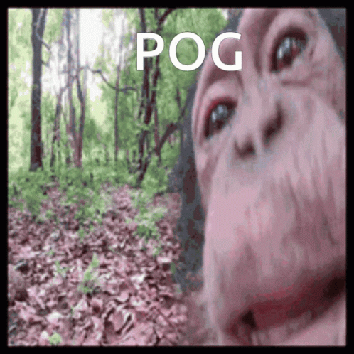 Pog Monkey GIF - Pog Monkey Meme GIFs