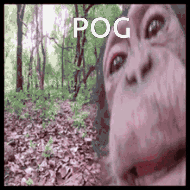 a close up of a monkey 's face with the word pog written above it