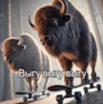 two bison standing next to each other on a skateboard .