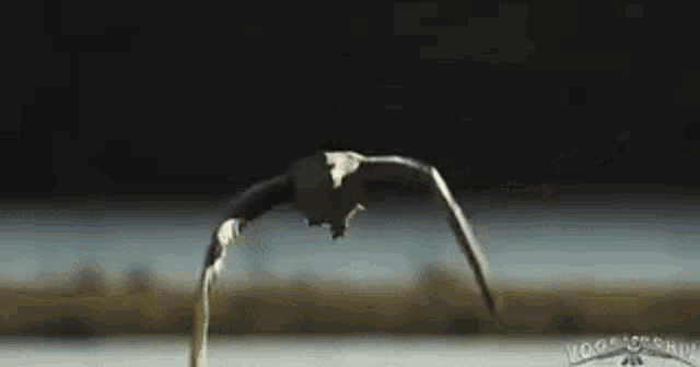 Bird Animal GIF - Bird Animal Greylag Goose GIFs