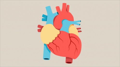 Heartbeat Human Heart GIF - Heartbeat Human Heart My Heart GIFs