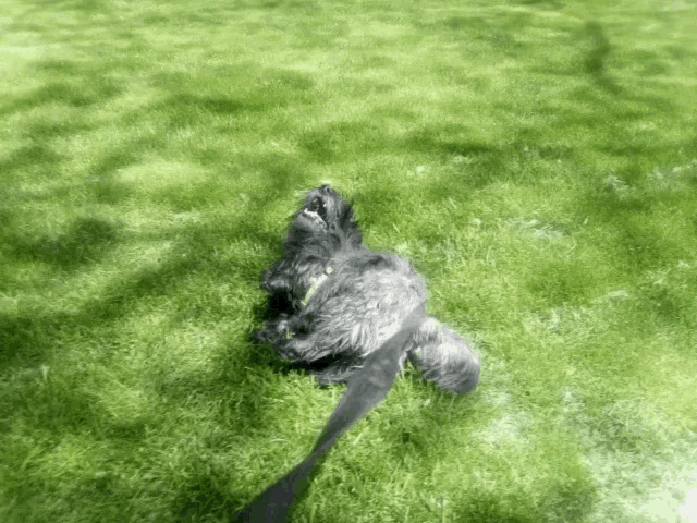a dog is laying in the grass with a leash on