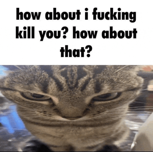 a picture of a cat with the words how about i fucking kill you ? how about that ..