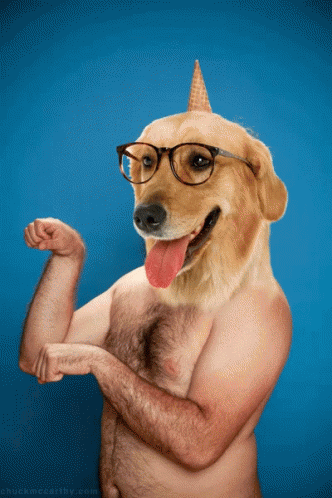 Dog Deal With It GIF - Dog Deal With It Sunglasses GIFs