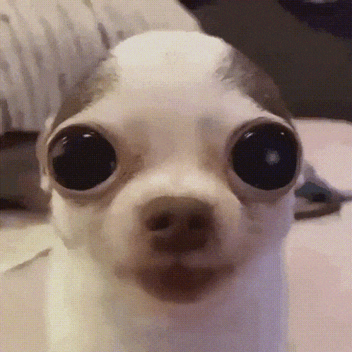 a close up of a small dog with big eyes looking at the camera .